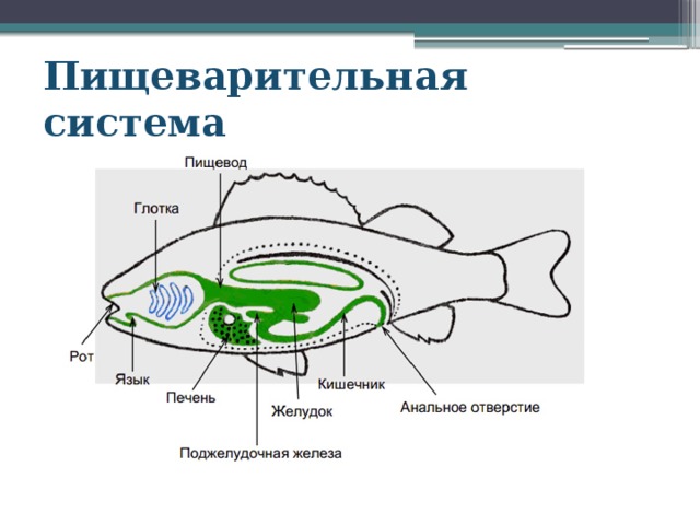 Пищеварительная система 