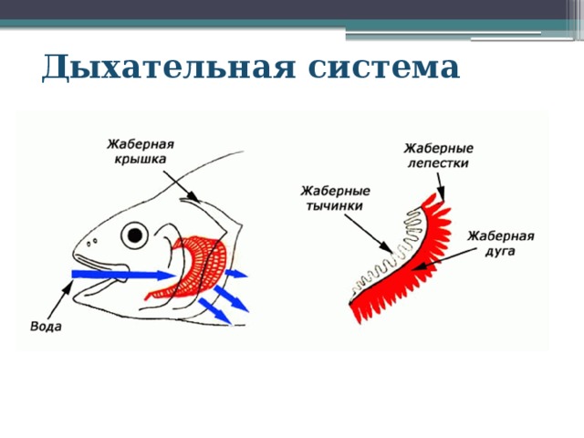 Дыхательная система 