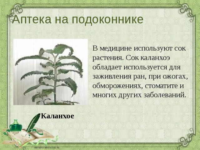 Аптека на подоконнике В медицине используют сок растения. Сок каланхоэ обладает используется для заживления ран, при ожогах, обморожениях, стоматите и многих других заболеваний. Каланхое 