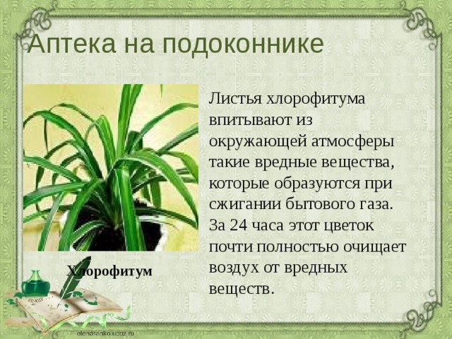 Аптека на подоконнике  Листья хлорофитума впитывают из окружающей атмосферы такие вредные вещества, которые образуются при сжигании бытового газа. За 24 часа этот цветок почти полностью очищает воздух от вредных веществ. Хлорофитум 