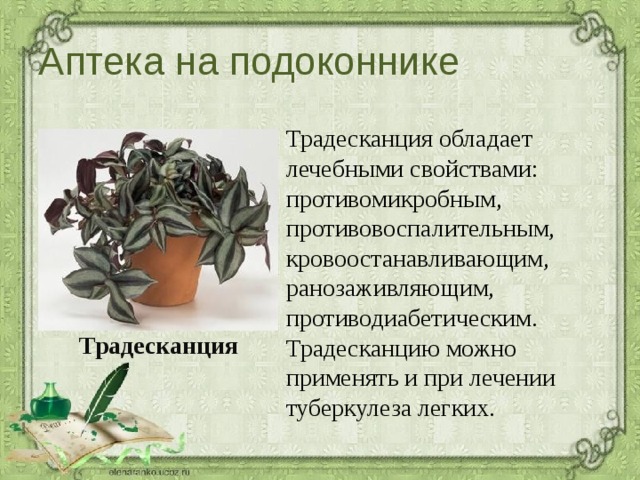 Аптека на подоконнике Традесканция обладает лечебными свойствами: противомикробным, противовоспалительным, кровоостанавливающим, ранозаживляющим, противодиабетическим. Традесканцию можно применять и при лечении туберкулеза легких. Традесканция 