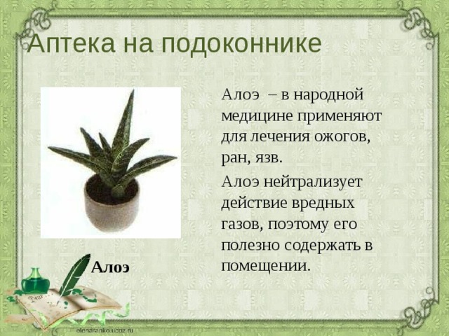 Аптека на подоконнике  Алоэ – в народной медицине применяют для лечения ожогов, ран, язв.  Алоэ нейтрализует действие вредных газов, поэтому его полезно содержать в помещении.  Алоэ 