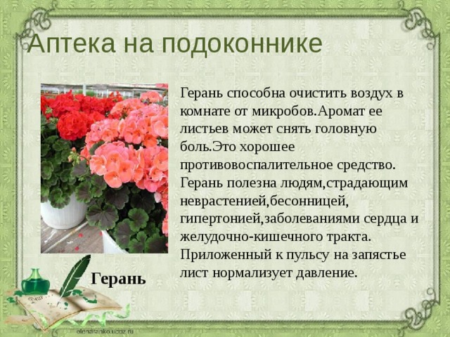 Аптека на подоконнике Герань способна очистить воздух в комнате от микробов.Аромат ее листьев может снять головную боль.Это хорошее противовоспалительное средство. Герань полезна людям,страдающим неврастенией,бесонницей, гипертонией,заболеваниями сердца и желудочно-кишечного тракта. Приложенный к пульсу на запястье лист нормализует давление. Герань  