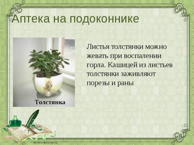 Аптека на подоконнике Листья толстянки можно жевать при воспалении горла. Кашицей из листьев толстянки заживляют порезы и раны Толстянка 