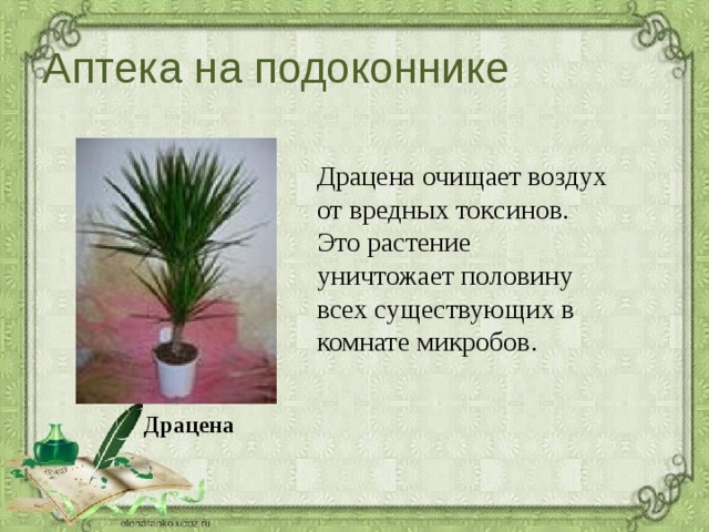 Аптека на подоконнике Драцена очищает воздух от вредных токсинов. Это растение уничтожает половину всех существующих в комнате микробов. Драцена 