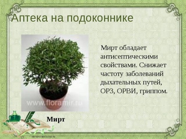 Аптека на подоконнике  Мирт обладает антисептическими свойствами. Снижает частоту заболеваний дыхательных путей, ОРЗ, ОРВИ, гриппом. Мирт 