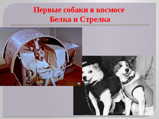 Первые собаки в космосе  Белка и Стрелка 