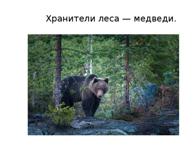 Хранители леса — медведи. 