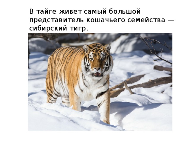 В тайге живет самый большой представитель кошачьего семейства — сибирский тигр. 