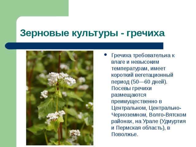 Гречиха требовательна к влаге и невысоким температурам, имеет короткий вегетационный период (50—60 дней). Посевы гречихи размещаются преимущественно в Центральном, Центрально-Черноземном, Волго-Вятском районах, на Урале (Удмуртия и Пермская область), в Поволжье. 