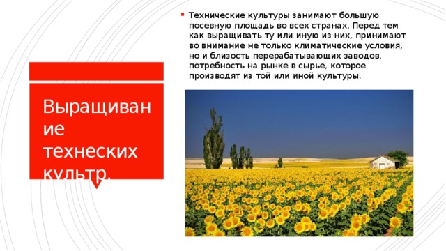 Страны технических культур. Технические культуры. Презентация на тему технические культуры. Технические культуры России. Культуры выращиваемые в Саратовской области.