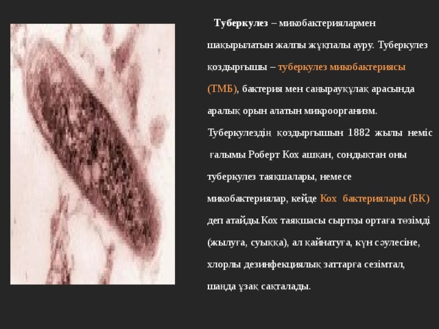  Туберкулез – микобактериялармен шақырылатын жалпы жұқпалы ауру. Туберкулез қоздырғышы – туберкулез микобактериясы (ТМБ) , бактерия мен саңырауқұлақ арасында аралық орын алатын микроорганизм. Туберкулездің қоздырғышын 1882 жылы неміс ғалымы Роберт Кох ашқан, сондықтан оны туберкулез таяқшалары, немесе микобактериялар, кейде Кох бактериялары (БК) деп атайды.Кох таяқшасы сыртқы ортаға төзімді (жылуға, суыққа), ал қайнатуға, күн сәулесіне, хлорлы дезинфекциялық заттарға сезімтал, шаңда ұзақ сақталады. 