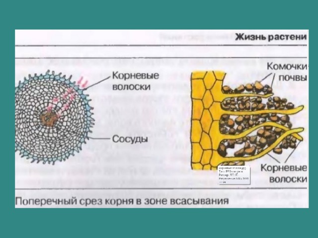 Корневые волоски рисунок