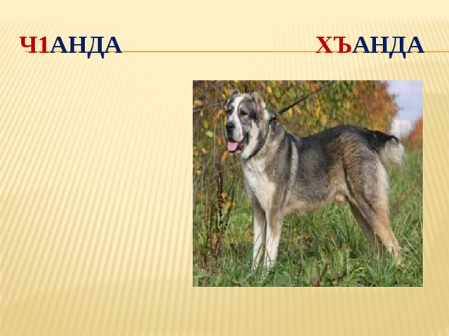 Ч1 анда хъ анда 