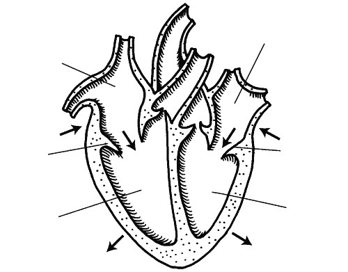 Рисунок сердца с подписями. Строение сердца схема простая. Строение сердца схема без подписей. Схематичное строение сердца. Схематичный рисунок строения сердца.