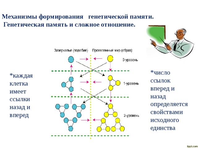 Механизмы формирования  генетической памяти.   Генетическая память и сложное отношение.    *число ссылок вперед и назад определяется свойствами исходного единства *каждая клетка имеет ссылки назад и вперед 