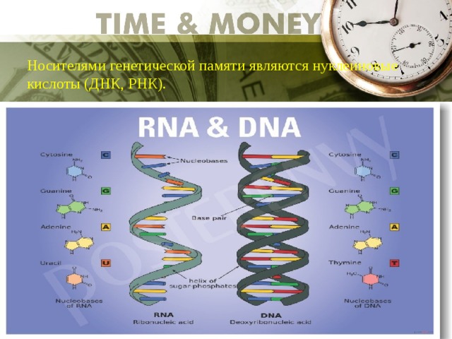 Носителями генетической памяти являются нуклеиновые кислоты (ДНК, РНК).   