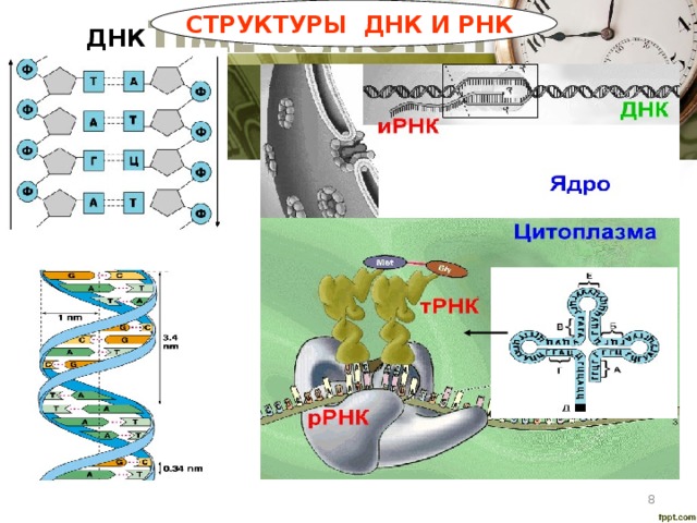 СТРУКТУРЫ ДНК И РНК ДНК  