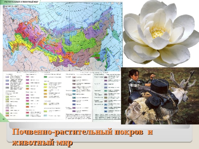 Почвенно-растительный покров и животный мир 