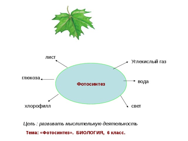 Тест по теме фотосинтез дыхание 6 класс. Фотосинтез 6 класс биология. Фотосинтез схема. Кластер фотосинтез. Кластер на тему фотосинтез.