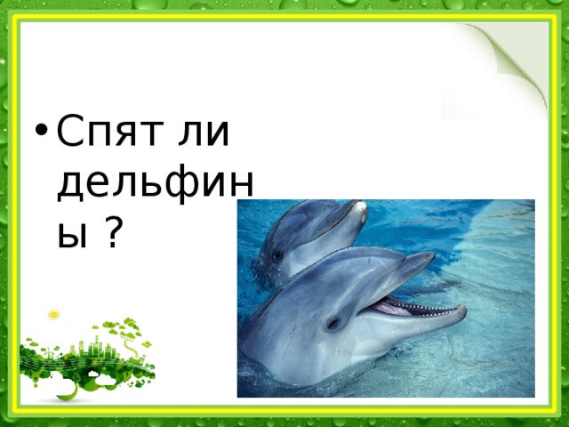 Спят ли дельфины ? 