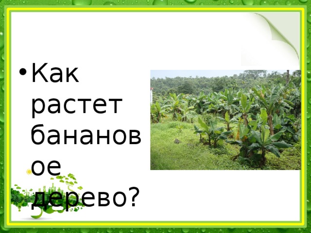 Как растет банановое дерево? 