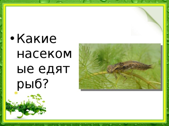 Какие насекомые едят рыб? 