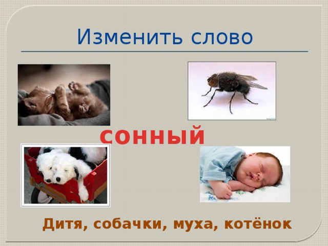 Изменить слово сонный Дитя, собачки, муха, котёнок 