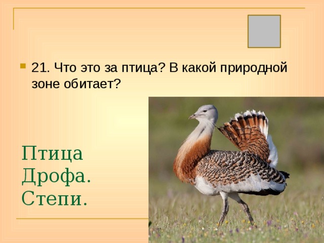 21. Что это за птица? В какой природной зоне обитает? Птица Дрофа.  Степи. 