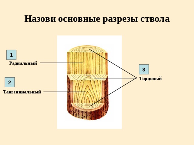 Тангенциальный рисунок шпона