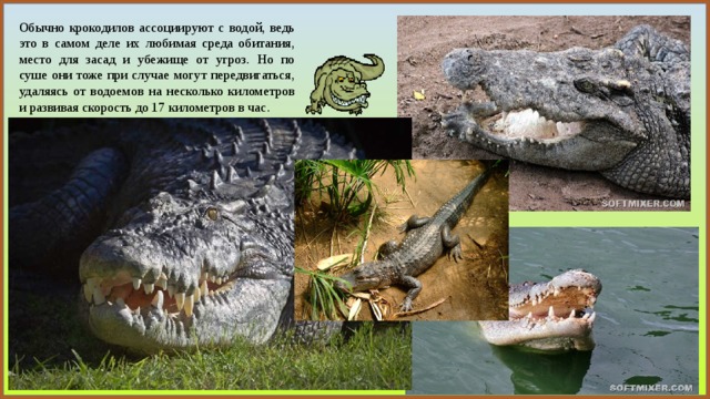 Обычно крокодилов ассоциируют с водой, ведь это в самом деле их любимая среда обитания, место для засад и убежище от угроз. Но по суше они тоже при случае могут передвигаться, удаляясь от водоемов на несколько километров и развивая скорость до 17 километров в час. 