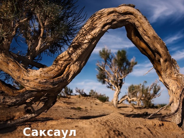 Саксаул 