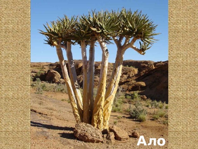 Алоэ 