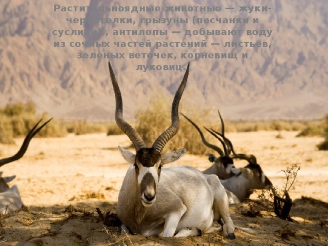 Растительноядные животные — жуки-чернотелки, грызуны (песчанки и суслики) , антилопы — добывают воду из сочных частей растений — листьев, зеленых веточек, корневищ и луковиц. 