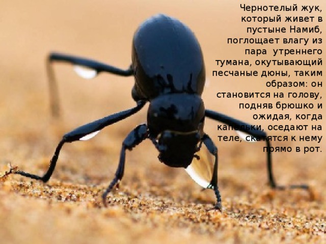 Чернотелый жук, который живет в пустыне Намиб, поглощает влагу из пара  утреннего тумана, окутывающий песчаные дюны, таким образом: он становится на голову, подняв брюшко и ожидая, когда капельки, оседают на теле, скатятся к нему прямо в рот. 