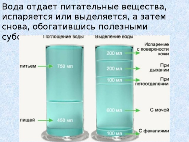 Вода отдает питательные вещества, испаряется или выделяется, а затем снова, обогатившись полезными субстанциями, попадает в организм. 