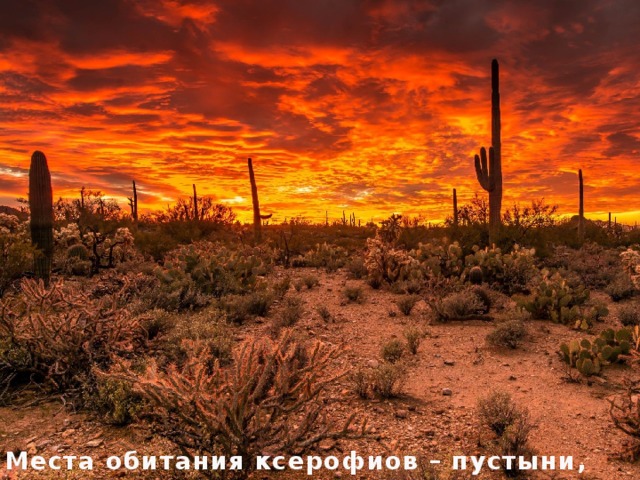 Места обитания ксерофиов – пустыни, степи, саванн. 