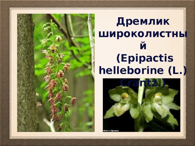 Дремлик широколистный  (Epipactis helleborine (L.) Crantz.) 
