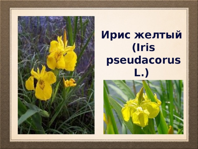 Ирис желтый (Iris pseudacorus L.) 
