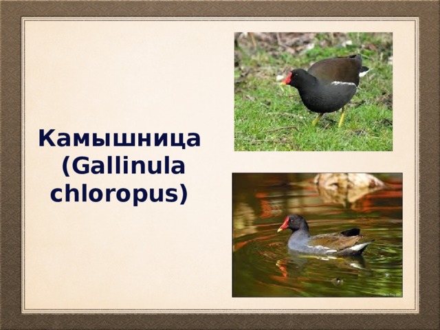 Камышница (Gallinula chloropus) 