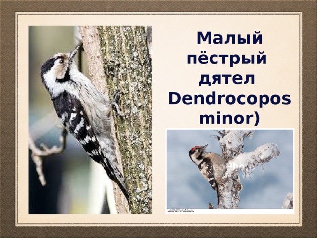 Малый пёстрый дятел Dendrocopos minor) 