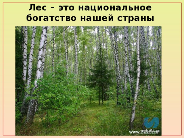 Лес – это национальное богатство нашей страны 