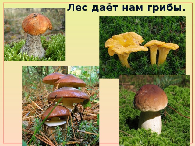  Лес даёт нам грибы.  
