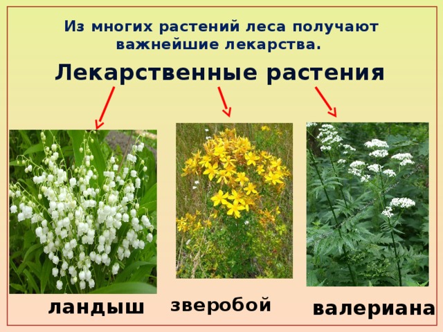 Из многих растений леса получают важнейшие лекарства. Лекарственные растения зверобой ландыш валериана 
