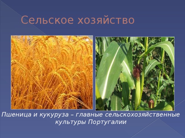 Сельское хозяйство Пшеница и кукуруза – главные сельскохозяйственные культуры Португалии 