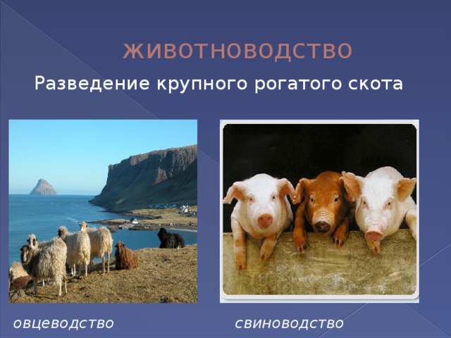 животноводство Разведение крупного рогатого скота овцеводство свиноводство 