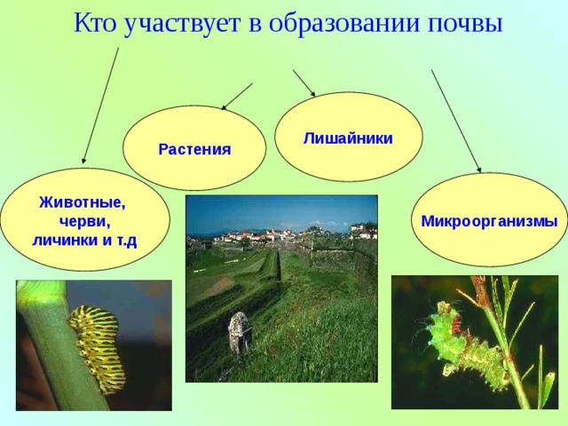 Кто участвует в образовании почвы Лишайники Растения Животные, черви, личинки и т.д Микроорганизмы 