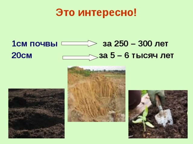 Это интересно! 1см почвы за 250 – 300 лет 20см за 5 – 6 тысяч лет  25 