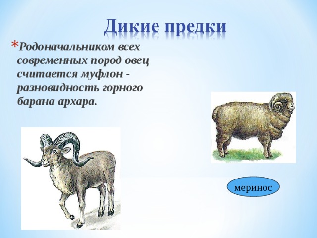 Рассмотрите изображение барана муфлона выберите характеристики соответствующие внешнему строению