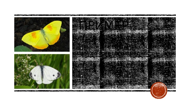 Пример Появление двух форм бабочек – белой и желтой от общего светло-жёлтого предка. 